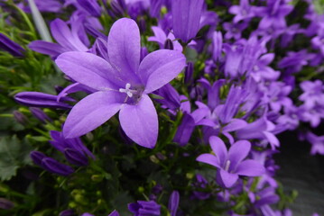 Purple Bell flower
