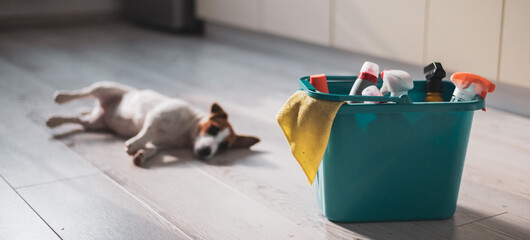 A sad puppy lies on its side next to a blue bucket of cleaning products in the kitchen. A set of detergents and a rag for home cleaning and a small dog on a wooden floor in the apartment. No people.