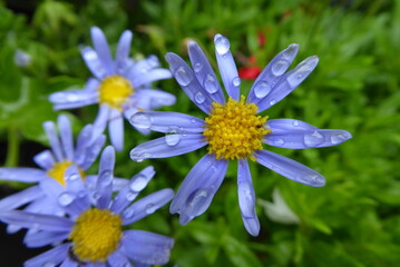 blue and yellow Daisy