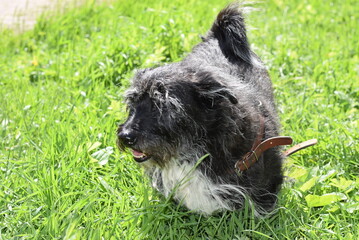 Mix Scotch Terrier sniffs in a city Park 