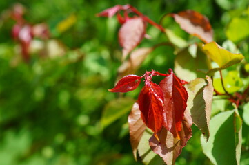 red and yellow flowers