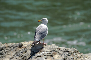 a herring gull takes the sun on the cornice of Saint Hillaire de Riez, France.