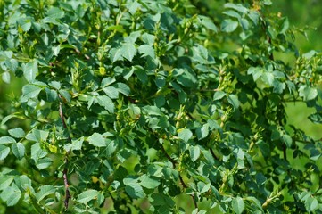 Obraz premium green leaves background