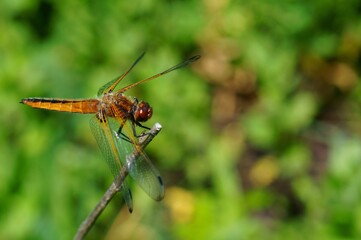 Dragonfly in the green grass. Natural background. Insects in nature.