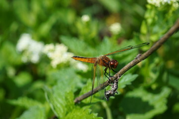 Dragonfly in the green grass. Natural background. Insects in nature.