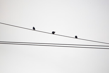 birds on wires against the sky