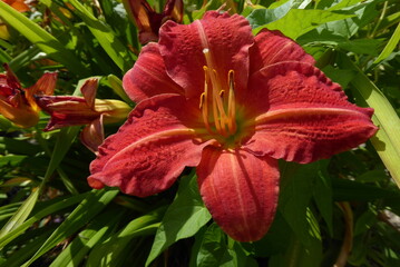 red Common Day-lily
