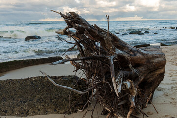 Old driftwood on the  Baltic Sea