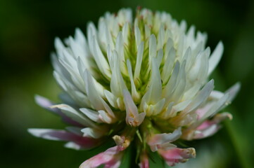 Blooming clover flower in the field. Natural background.