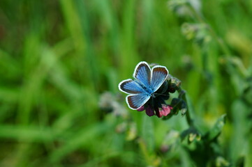 Blue butterfly in the green grass. Flower background.