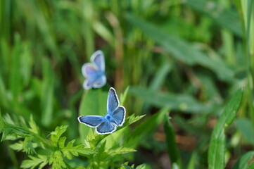 Blue butterfly in the green grass. Flower background.