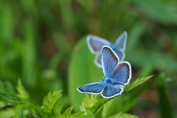 Blue butterfly in the green grass. Flower background.