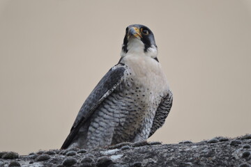 Sokół wędrowny (Falco peregrinus) - obrazy, fototapety, plakaty