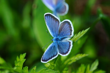 Blue butterfly in the green grass. Flower background.