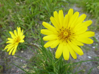 Obraz premium yellow Dwarf Scorzonere