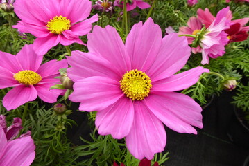 pink and yellow Garden Cosmos