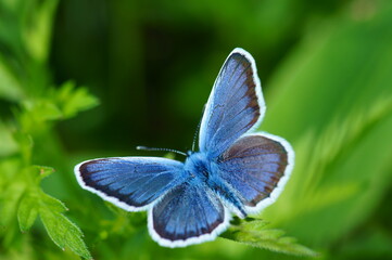 Blue butterfly in the green grass. Flower background.