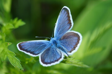 Blue butterfly in the green grass. Flower background.