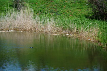 reeds in the lake