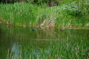 reeds in the lake