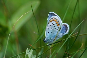 butterfly on the grass