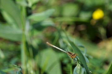 dragonfly on a grass