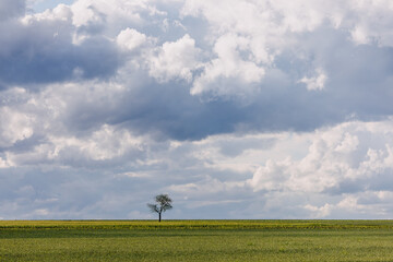 Fototapeta na wymiar Lonely tree in a field with yellow wildflowers on dramatic blue sky background.
