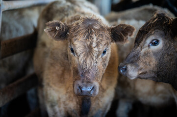 Beef cows and calves grazing on grass in south west victoria, Australia. eating hay and silage....