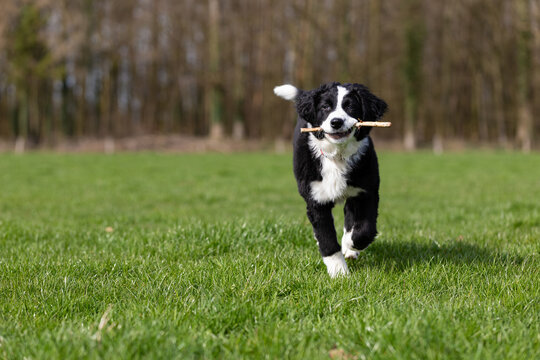 Border Collie Welpe spielt mit St&ouml;ckchen im Gras