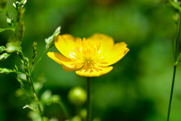 Yellow celandine flowers close up in green