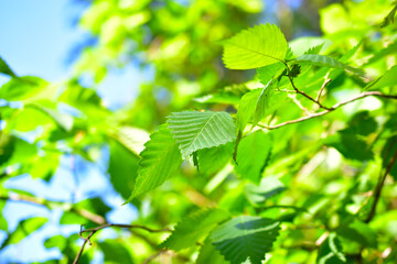 Flowers and leaves of green greenery from a Bush