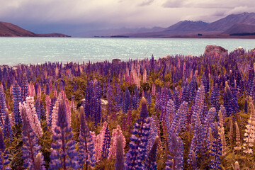 Lupinen Feld in Neuseeland - Lake Tekapo bei der Church of good Shepherd
