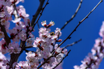 Apricot tree blooming, Krasnodar territory, Russia.