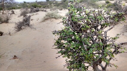 sand dunes in the desert