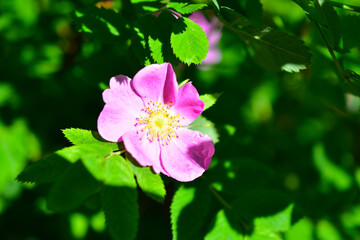 Obraz premium Red flowers of a rose or briar on a green Bush