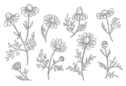 Hand drawn chamomile branches. Ink daisy flowers with black doodle stroke on a white background. Botanical scketch,