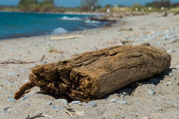 Driftwood log on a sandy beach with water in the background