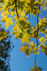 New maple leaves against a blue sky