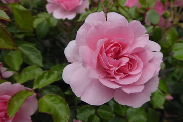 beautiful pink rose