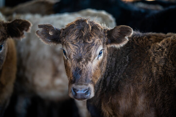 Beef cows and calves grazing on grass in south west victoria, Australia. eating hay and silage....