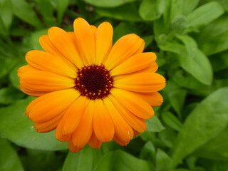 bright yellow daisy
