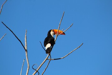 Toucan bird resting on the dry branch on a sunny autumn day in the south central region of Brazil.