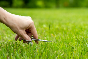 A woman's hand with nail scissors cuts a blade of grass on a newly mown lawn