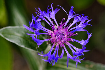 Purple Aster Flower with a Pink Centre in my Garden