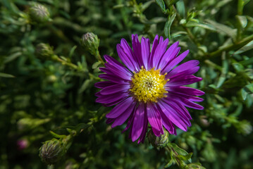 purple and yellow China Aster