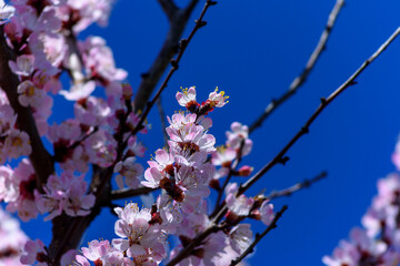 Apricot tree blooming, Krasnodar territory, Russia.