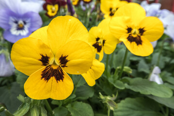 bright yellow Violet