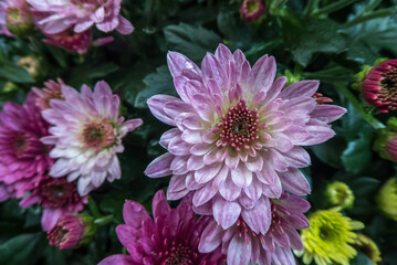beautiful purple Dahlia