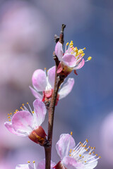 Apricot tree blooming, Krasnodar territory, Russia.