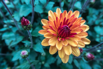 bright orange Dahlia